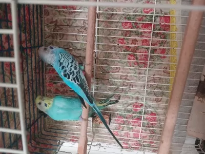 Muhabbet Çift Takimdir Sağlikli Sorunsuz 5 Yumurtasi Var