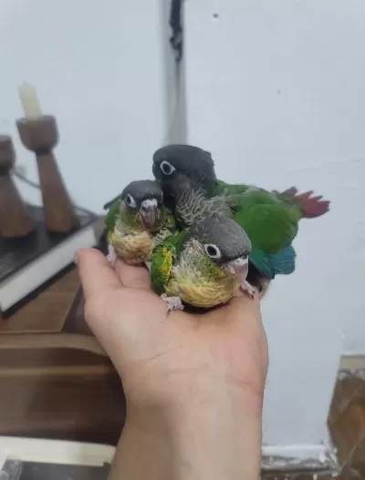 Bebek Konur Papağanlari El Besleme