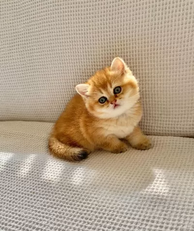 Safkan Golden Ny12 Zümrüt Gözlü Dişi Bebek Kedimiz