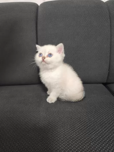 2.5 Aylık Dişi British Shorthair