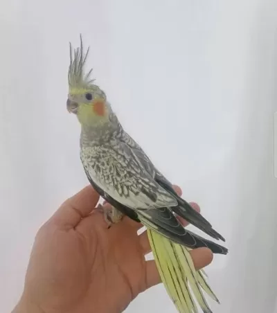 Sultan Papağanı Evcil