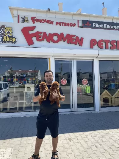 Shoow Sınıf Toy Poodle Yavrular Wc Eğitimli Ankara