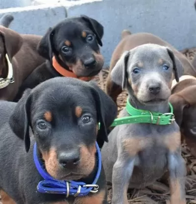 Afacan Doberman Yavrular Kapıda Ödeme Mevcuttur
