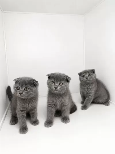 Scottish Fold Blue Yavrular