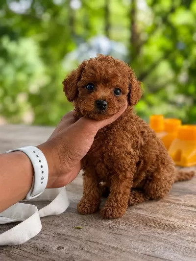 Teacup Korea Poodle Show Kalite Miniboy