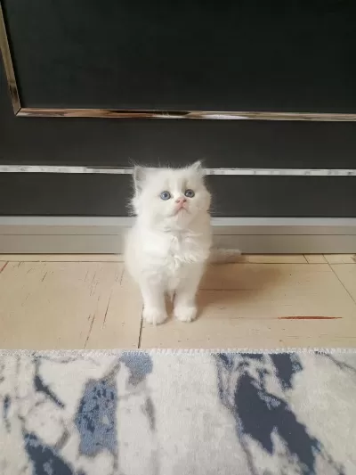 Show Kalite Safkan Scottish Fold Bebekler