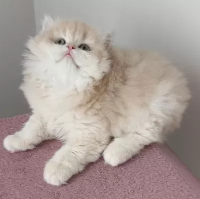 British Longhair Dişi Golden Yavru