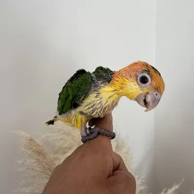Bebek Kayik Papağani Portakal Kafa