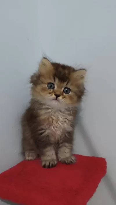 British Longhair Golden