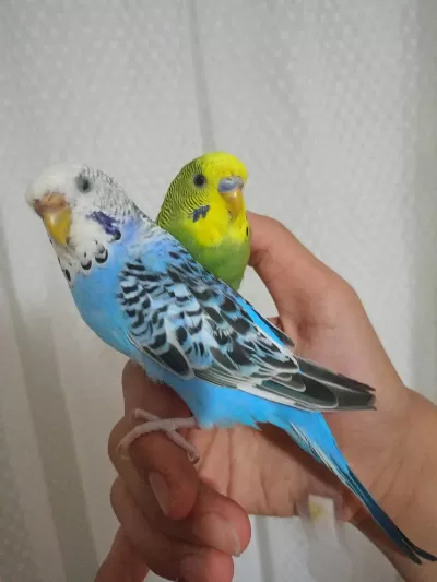 Evcil Muhabbet Kuşu Çifti