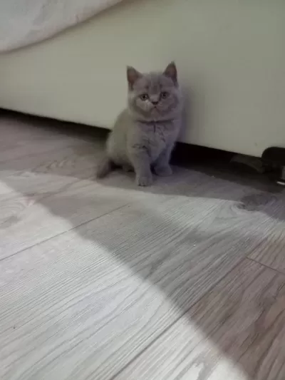 Lilac Dişi British Shorthair Yavrular