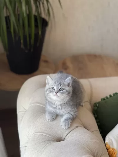 Ayi Surat British Shorthair Yavrum