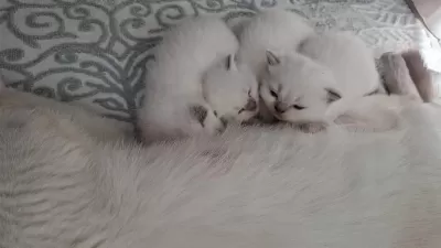 British Shorthair Yavrumuz