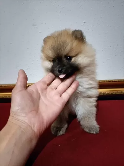 Pomeranian Boo 50 Günlük