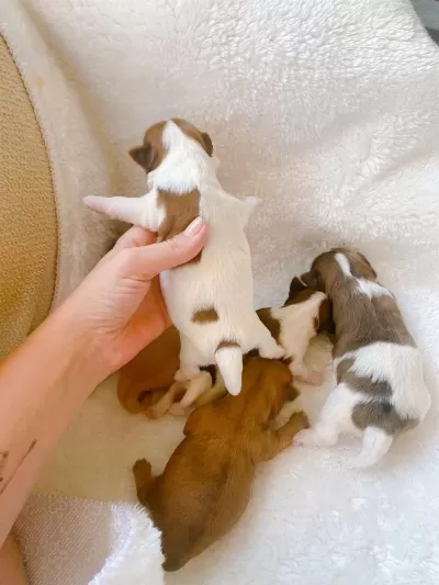 Petmode Köpek Çiftliğinden Show Kalite Morkie Yavrular