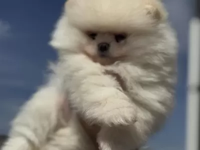 Petmode Köpek Çiftliğinden Teddy Face Pomeranian