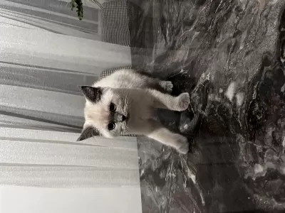 4 Aylık British Shorthair Blue Point
