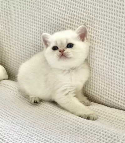 Beyaz Prens Mavi Boncuk Gözlü Safkan British Shorthair