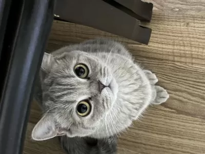 Ücretsiz Sahiplendirme British Shorthair