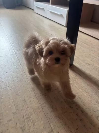 Harika Maltipoo Yavrular