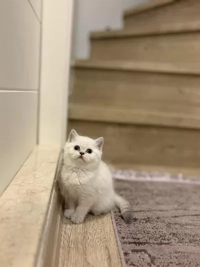 Ayi Surat British Shorthair Silver Yavrularim