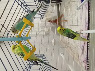 2 Adet Ele Alışkın Muhabbet Kuşu