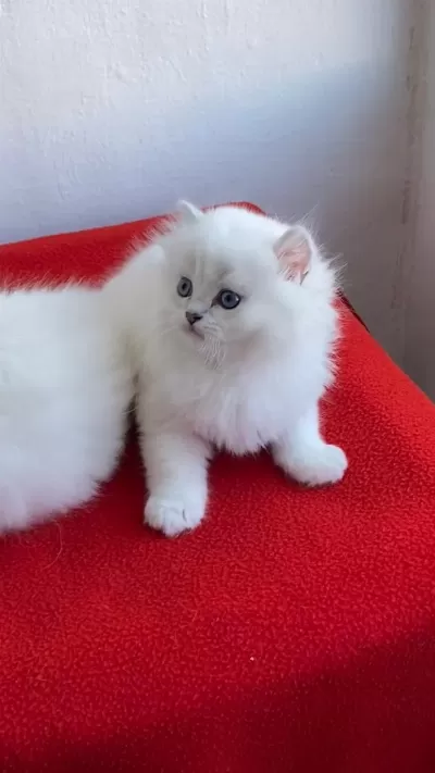Maviş Gözlü Safkan British Longhair Yavrular
