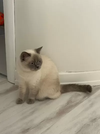 Sağlık Sorunlarından Dolayı Kedimize Acil Yuva Arıyoruz