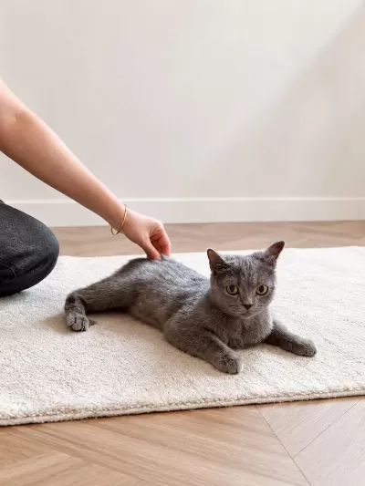 Luci British Shorthair 4 Aylik Yeni Yuvasini Bekliyor