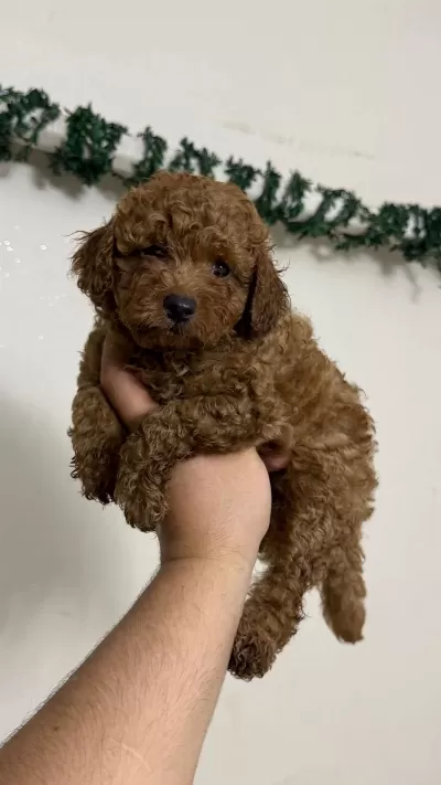 Toy Poodle Sıfır Boy Miniklerimiz