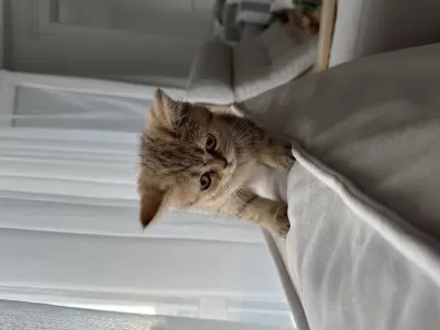 3 Aylık Dişi British Shorthair