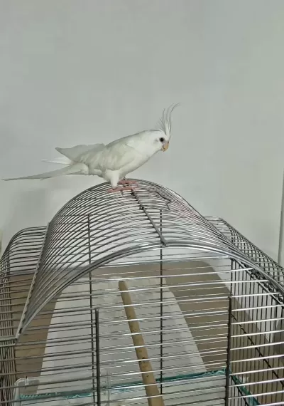 Full Evcil Sadık Çift Dost Sultan Papağanı