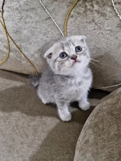 Scottish Fold Yavrumuz Yeni Yuvasına Gitmeye Hazır