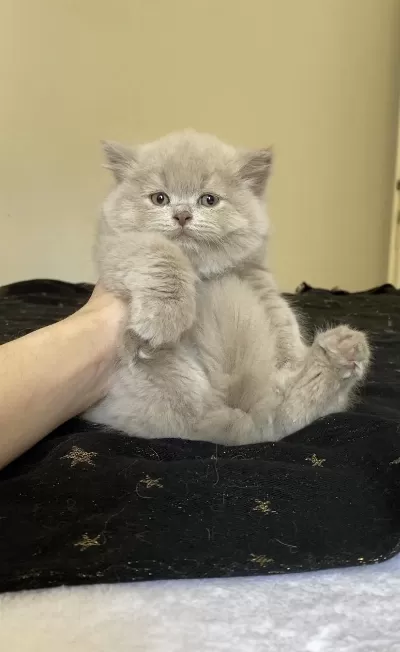 Safkan British Longhair Lilac Solid Son Kızımız