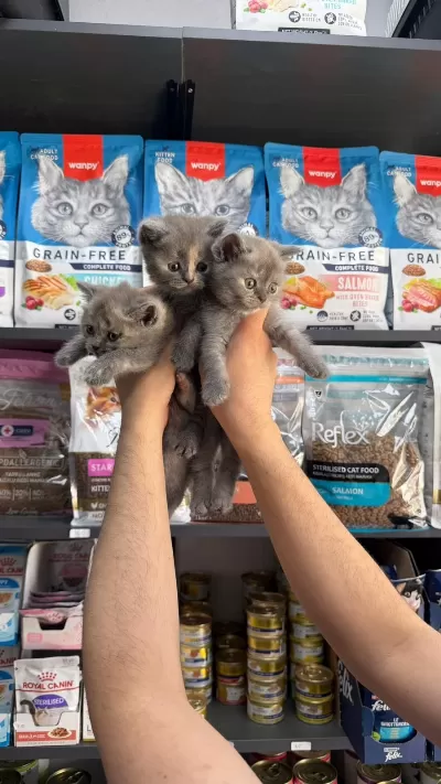 Tatlı Dişi British Shorthair Bebekler
