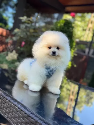 Ayıcık Surat Pomeranian