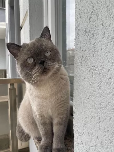 Acil Ücretsiz Sahiplendirilecek British Shorthair Kedisi