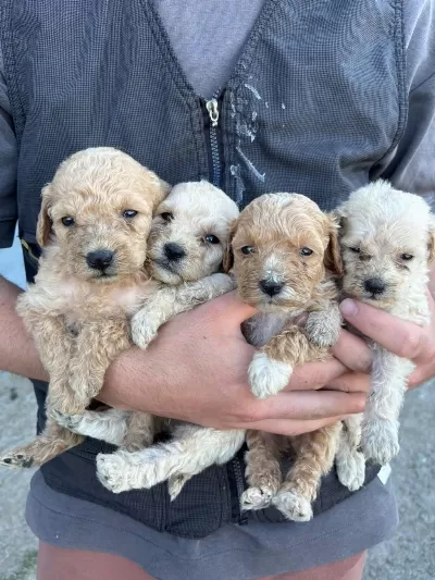 Sağlıklı Maltipoo Yavrular