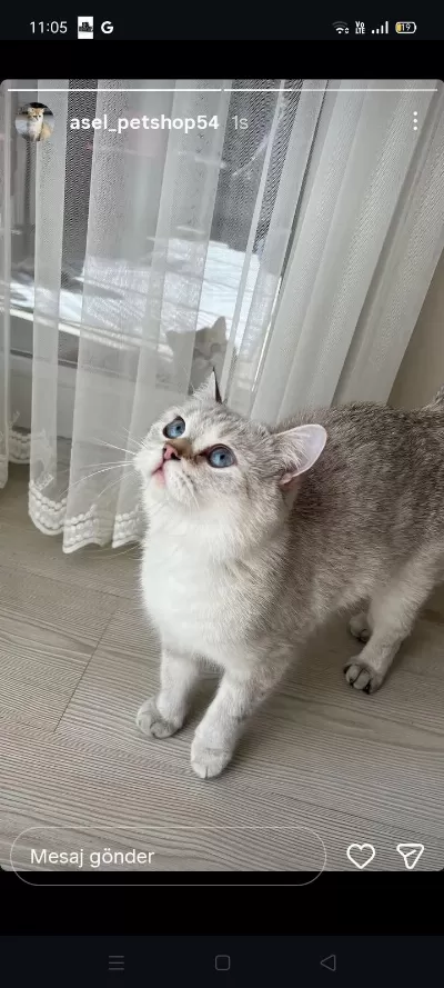 Kedimiz Heraya Sıcak Bir Yuva Arıyorum