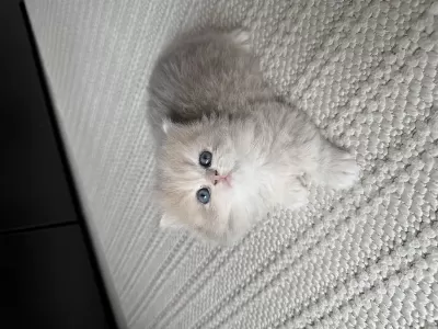 British Longhair Ny Erkek Yavru