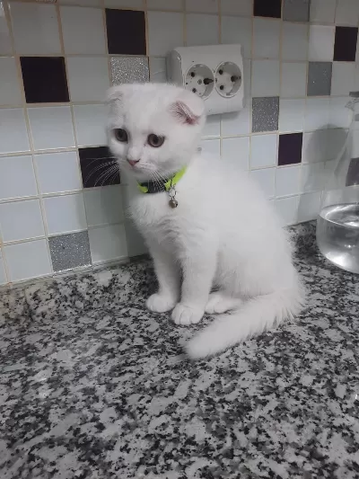 3 Aylık Erkek Sahiplendirilecek Scottish Fold