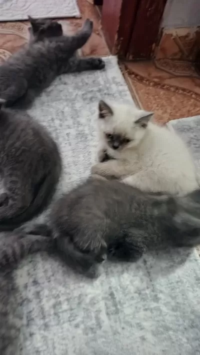 Sahiplendirilmeye Hazır Yavru Kedilerimiz