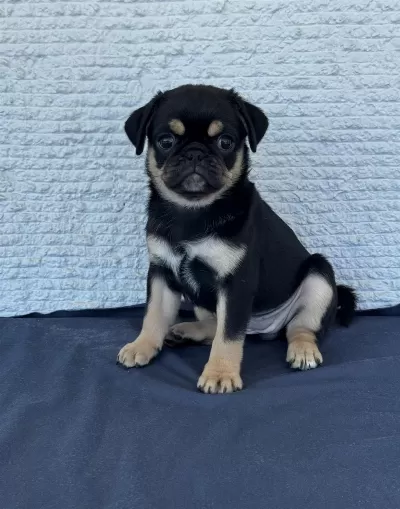 Harika Black Tan Pug Mops