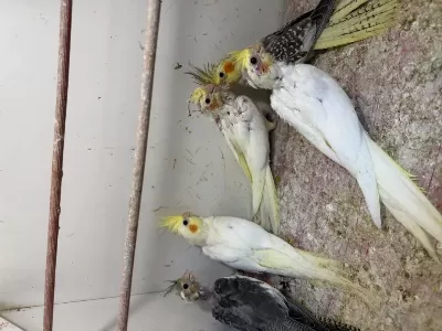 Ele Kola Aliştirmalik Sultan Papağani Yavrulari