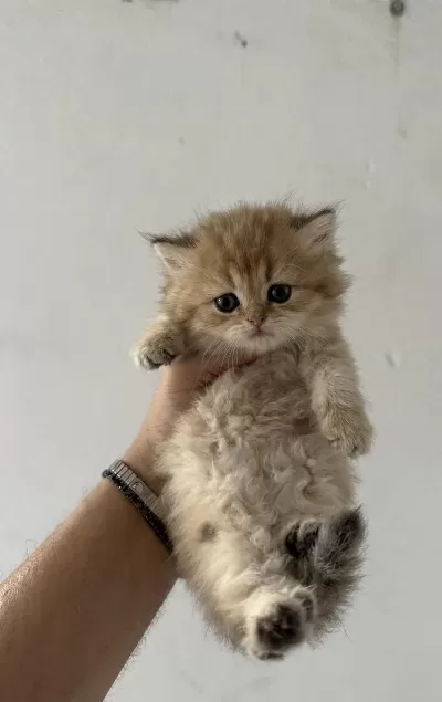 Safkan British Shorthair Yavrularımız