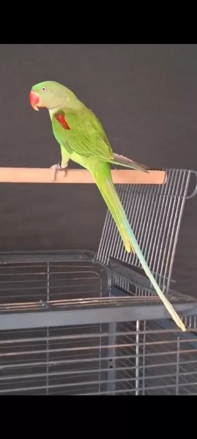 12 Aylik Erkek Jumbo Alexander Papağani
