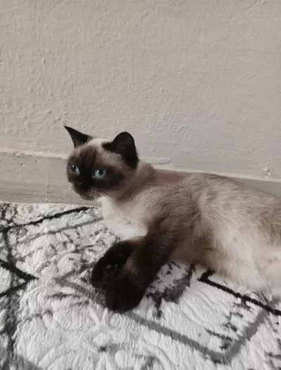 British Blue Point Kedim Ücretsiz Sahiplendirilecektir