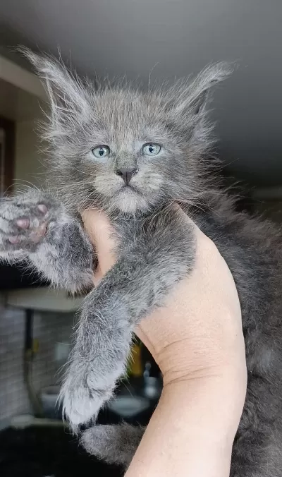 Dev Boyda Erkek Maine Coon