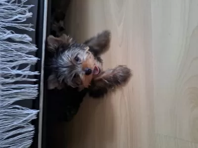 Micro Boy Yorkshire Terrier Bebekler
