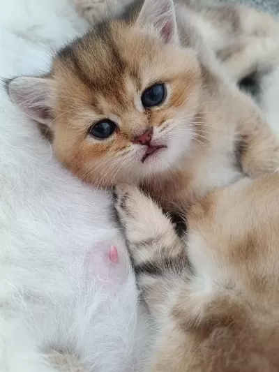 Muhteşem Sevgi Dolu British Shorthair Yavrular